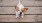 a dog running on a wooden deck